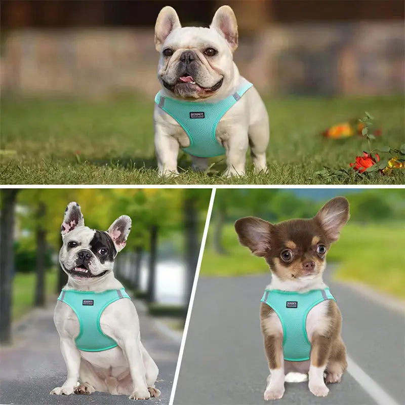 Anti-escape cat leash for outdoor use, suitable for small dogs like Teddy and Bichon, dog leash, harness, dog chain, cat leash