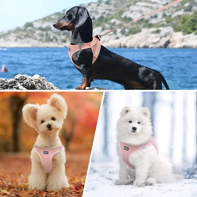 Anti-escape cat leash for outdoor use, suitable for small dogs like Teddy and Bichon, dog leash, harness, dog chain, cat leash