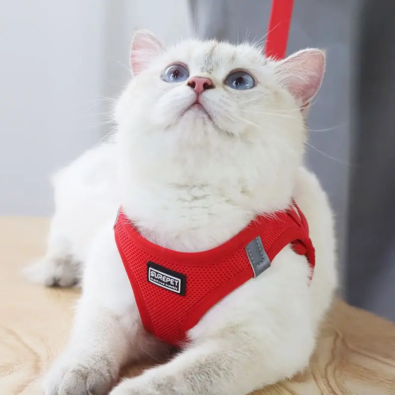 Anti-escape cat leash for outdoor use, suitable for small dogs like Teddy and Bichon, dog leash, harness, dog chain, cat leash