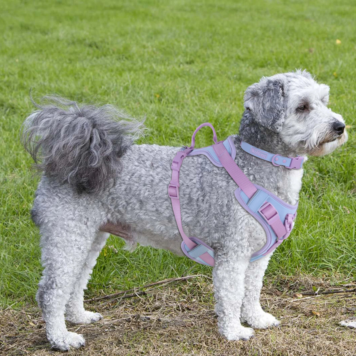 Splicing Colors for Medium Luxury Dog Harness No Pull for Large Small Dogs Adjustable Chest Strap Dog Harness Personalized